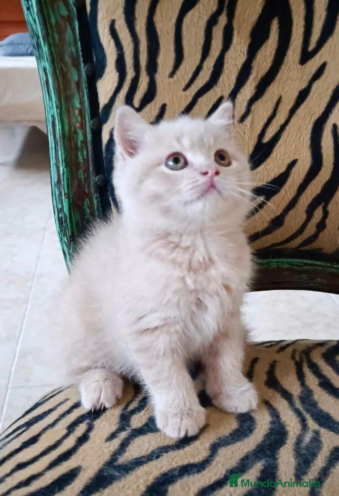 Scottish Straight gatos en venta: Gatito Scottish straight  - Imagen 2