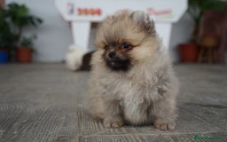Pomerania perros en venta: 🐾 Sparky y Amapola – Pomerania miniatura 🐾 - Imagen 9
