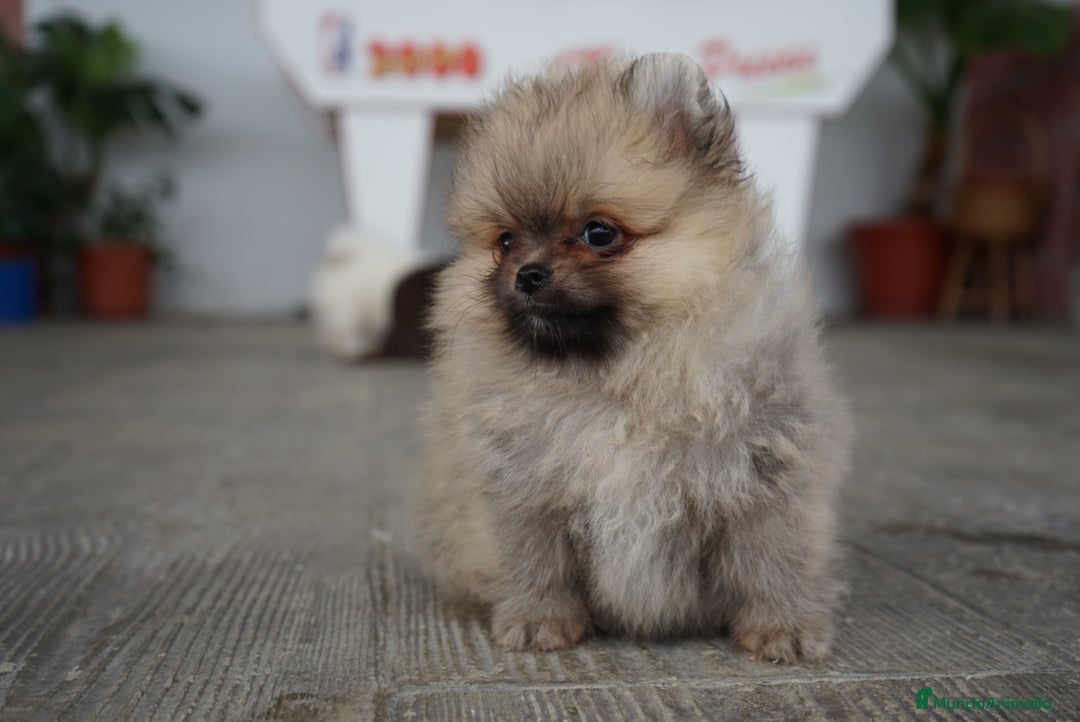 Pomerania perros en venta: 🐾 Sparky y Amapola – Pomerania miniatura 🐾 - Imagen 9