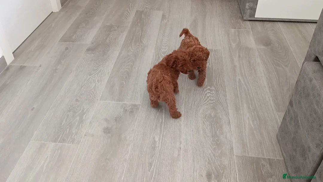 Caniche Toy perros en venta: CANICHES MACHITOS TOY - Anuncio 4