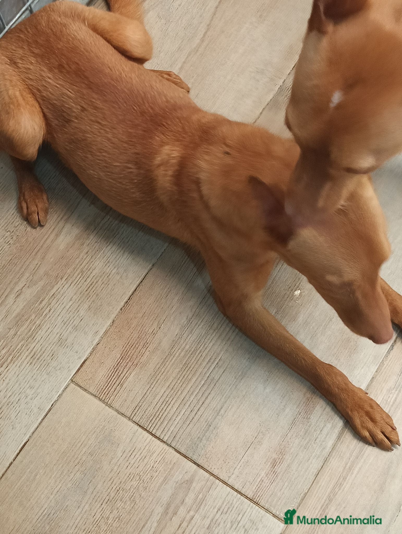 Podenco Andaluz perros Podenco andaluz  - Anuncio 2