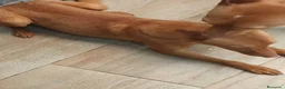 Podenco Andaluz perros en venta: Podenco andaluz  - Anuncio 1