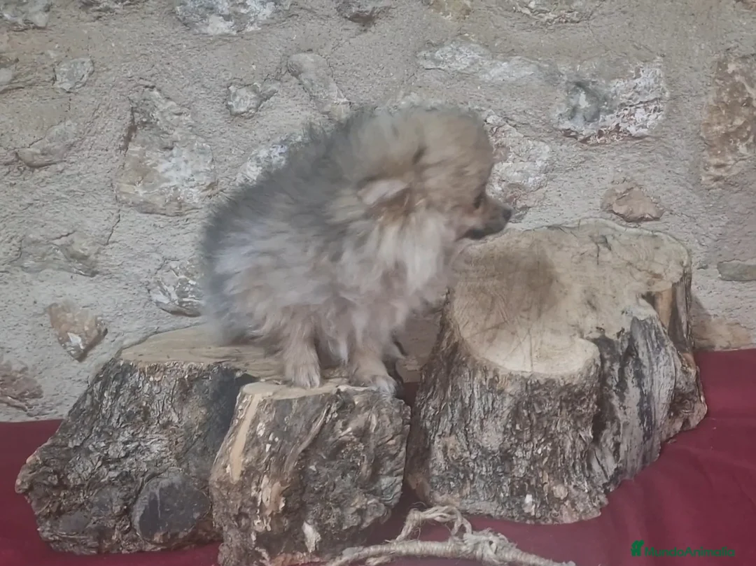 Pomerania perros en venta: Pomeranias  - Anuncio 4