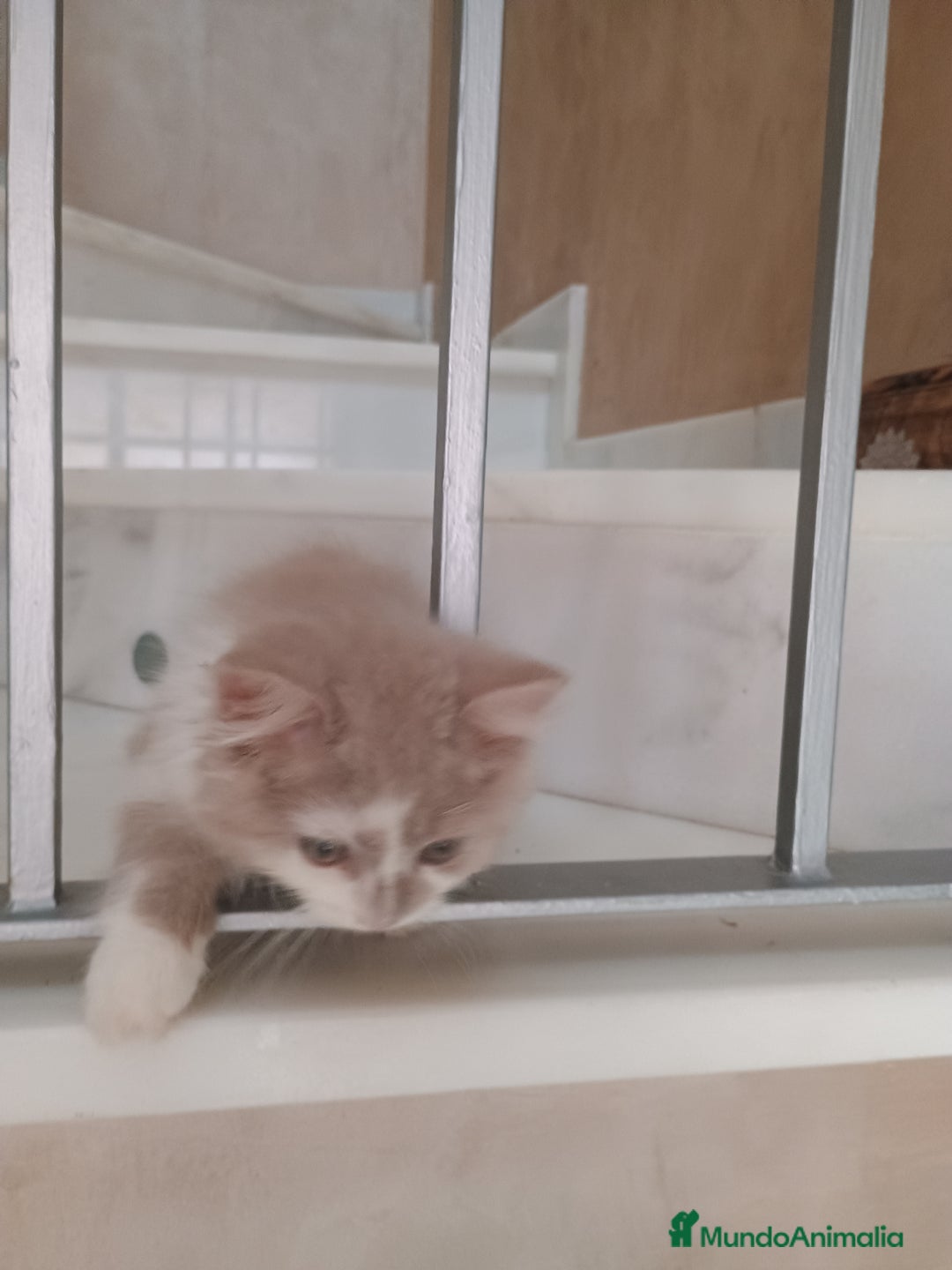 Highland Straight gatos en venta: Scottish straight  - Imagen 8