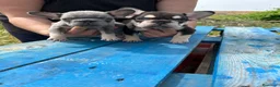 Bulldog Francés perros en venta: Bulldog francés  - Anuncio 5