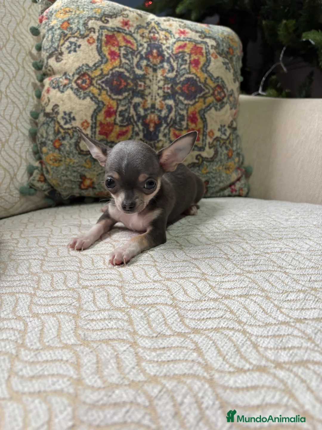 Chihuahua perros en venta: Chihuahua mini Toy hembra blue tri - Anuncio 3