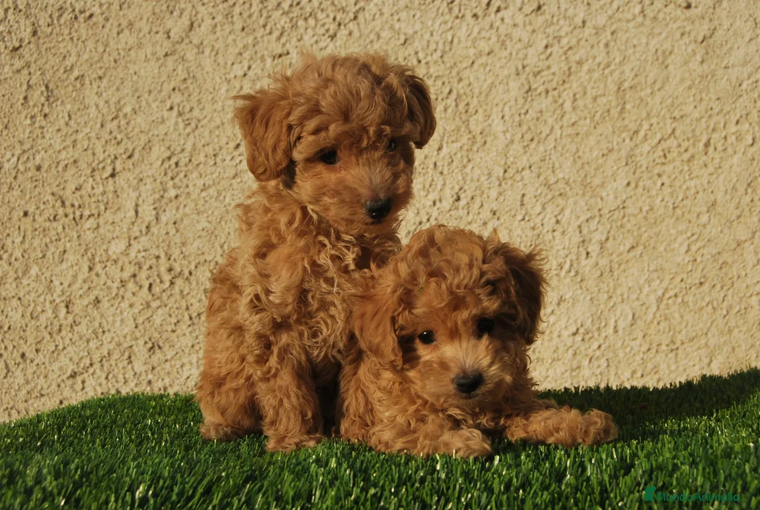 Caniche Toy perros en venta: Cachorros de Caniche disponibles, somos criadores en Madrid - Anuncio 9