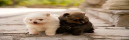 Pomerania perros en venta: Camada pomerania - Anuncio 4