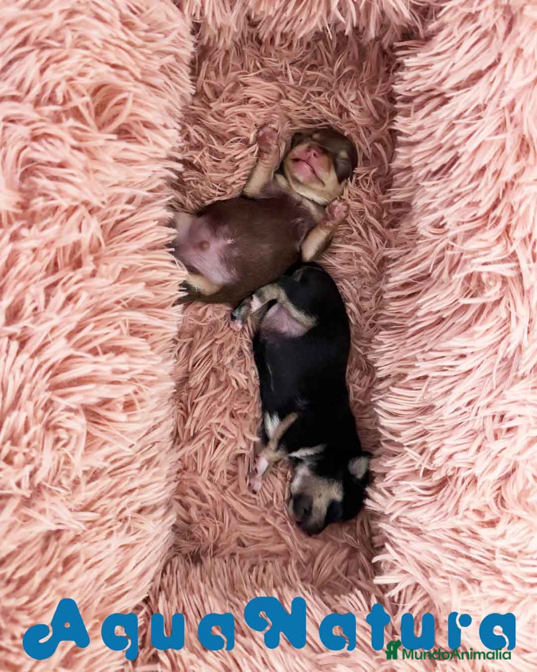 Chihuahua perros en venta: Camada Chihuahua de Clarita y Choc AQUANATURA - Anuncio 1
