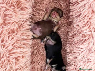 Chihuahua perros Camada Chihuahua de Clarita y Choc AQUANATURA - Anuncio 1