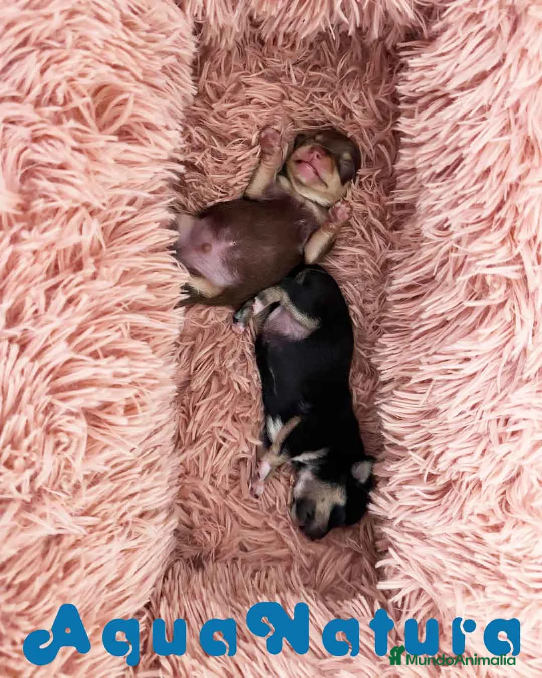 Chihuahua perros en venta: Camada Chihuahua de Clarita y Choc AQUANATURA - Anuncio 1