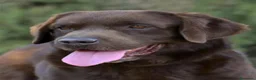 Labrador Retriever perros en venta: Labrador chocolate - Anuncio 10