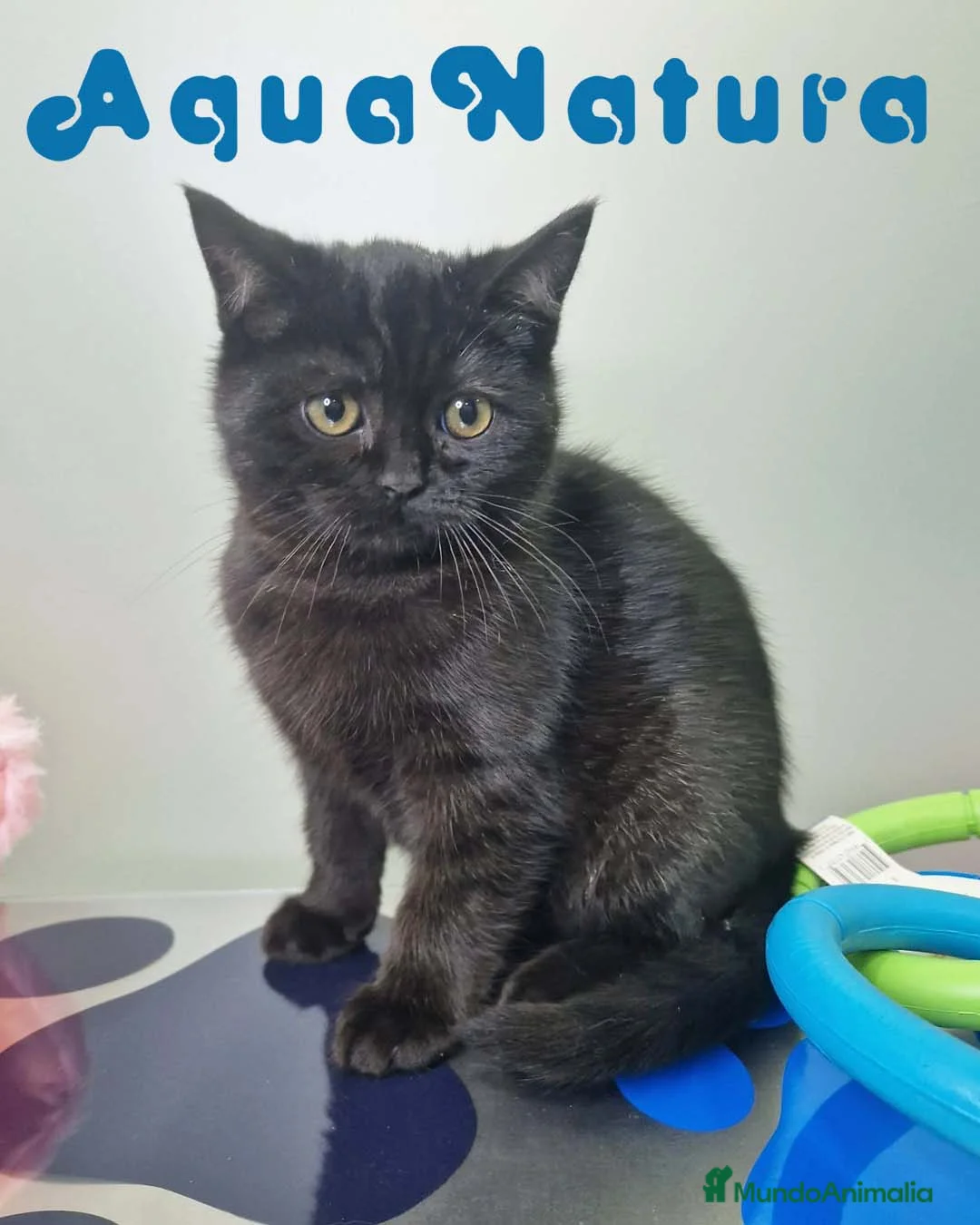 Británico de Pelo Corto gatos en venta: British Shorthair Macho 1739 AQUANATURA - Anuncio 1