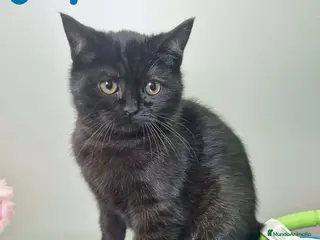 Británico de Pelo Corto gatos British Shorthair Macho 1739 AQUANATURA - Anuncio 2