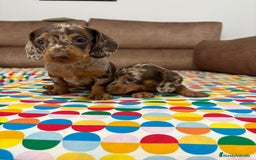 Teckel perros en venta: Teckel kaninchen  - Imagen 1
