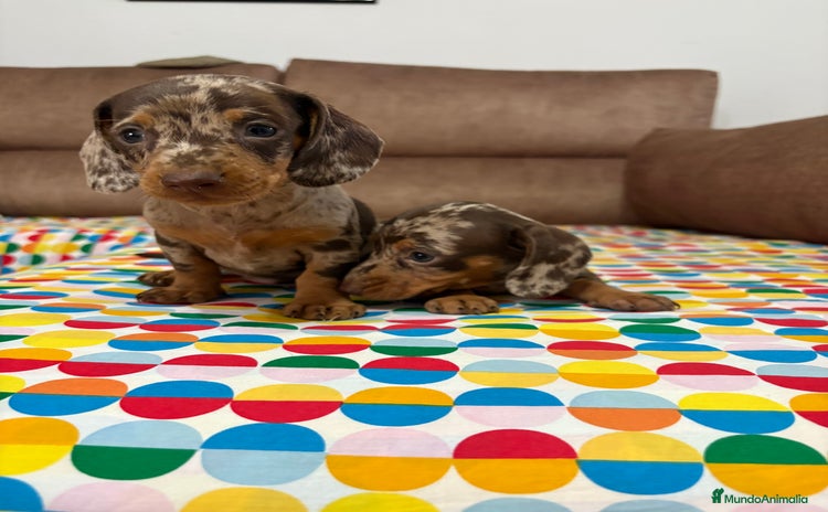 Teckel perros - Anuncio 2