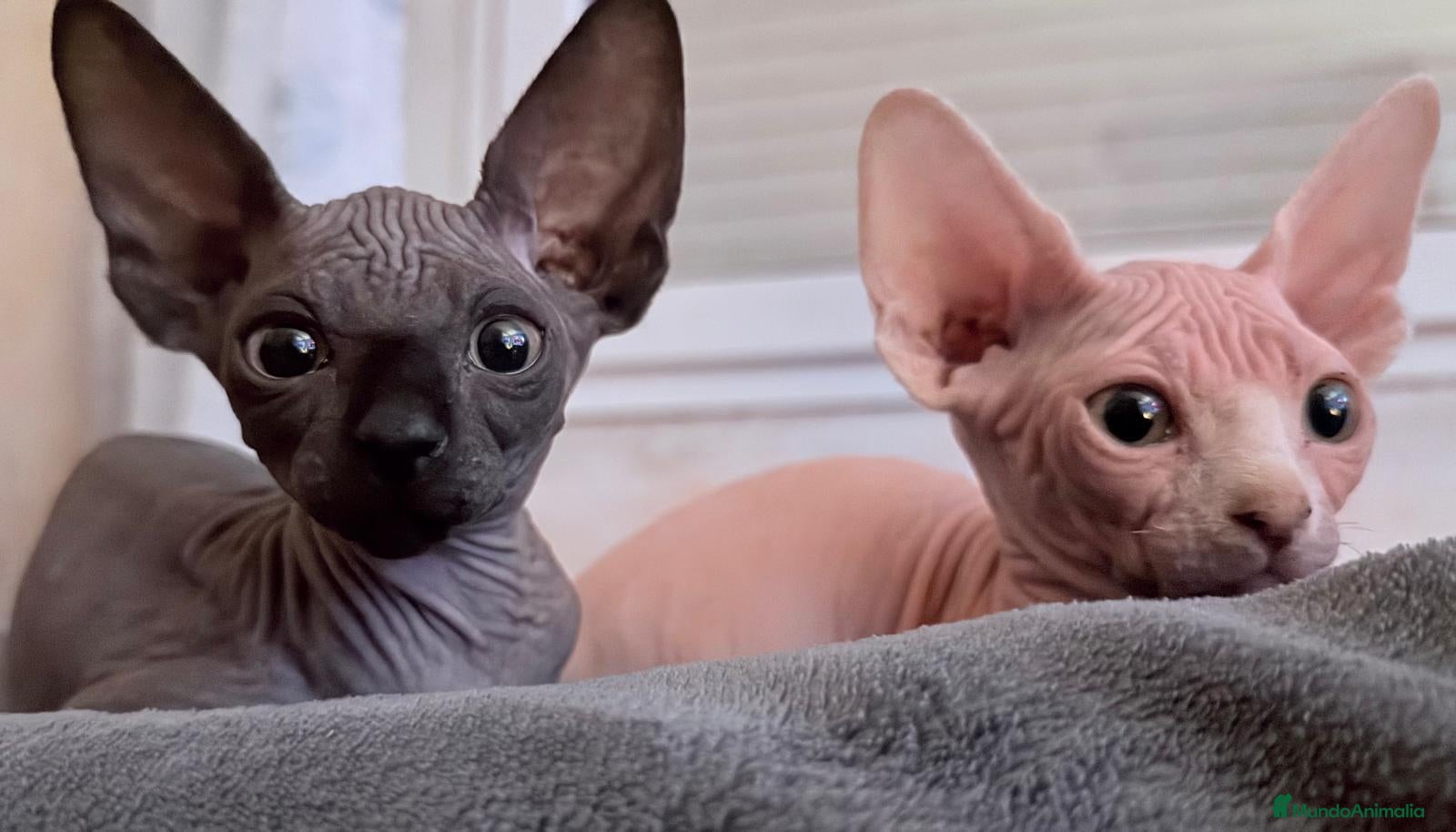 Sphynx gatos Gatitas sphynx color blanco y negro  - Anuncio 2