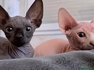 Sphynx gatos Gatitas sphynx color blanco y negro - Anuncio 2