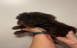 Perro de Agua Español perros en venta: Perro de agua  - Imagen 8