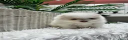 Pomerania perros en venta: POMERANIA  - Anuncio 16