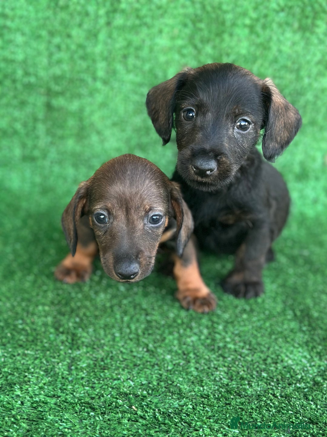 Teckel Miniatura perros en venta: Teckel miniatura  - Imagen 2