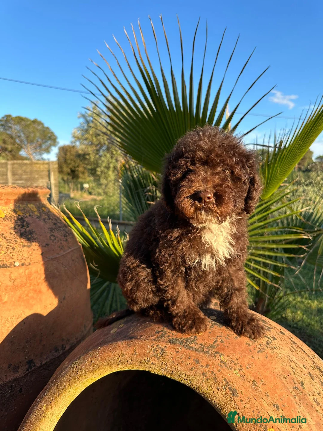 Perro de Agua Español perros en venta: Perro de Agua - Anuncio 1