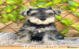 Schnauzer Miniatura perros en venta: Camada de Antía - Imagen 3