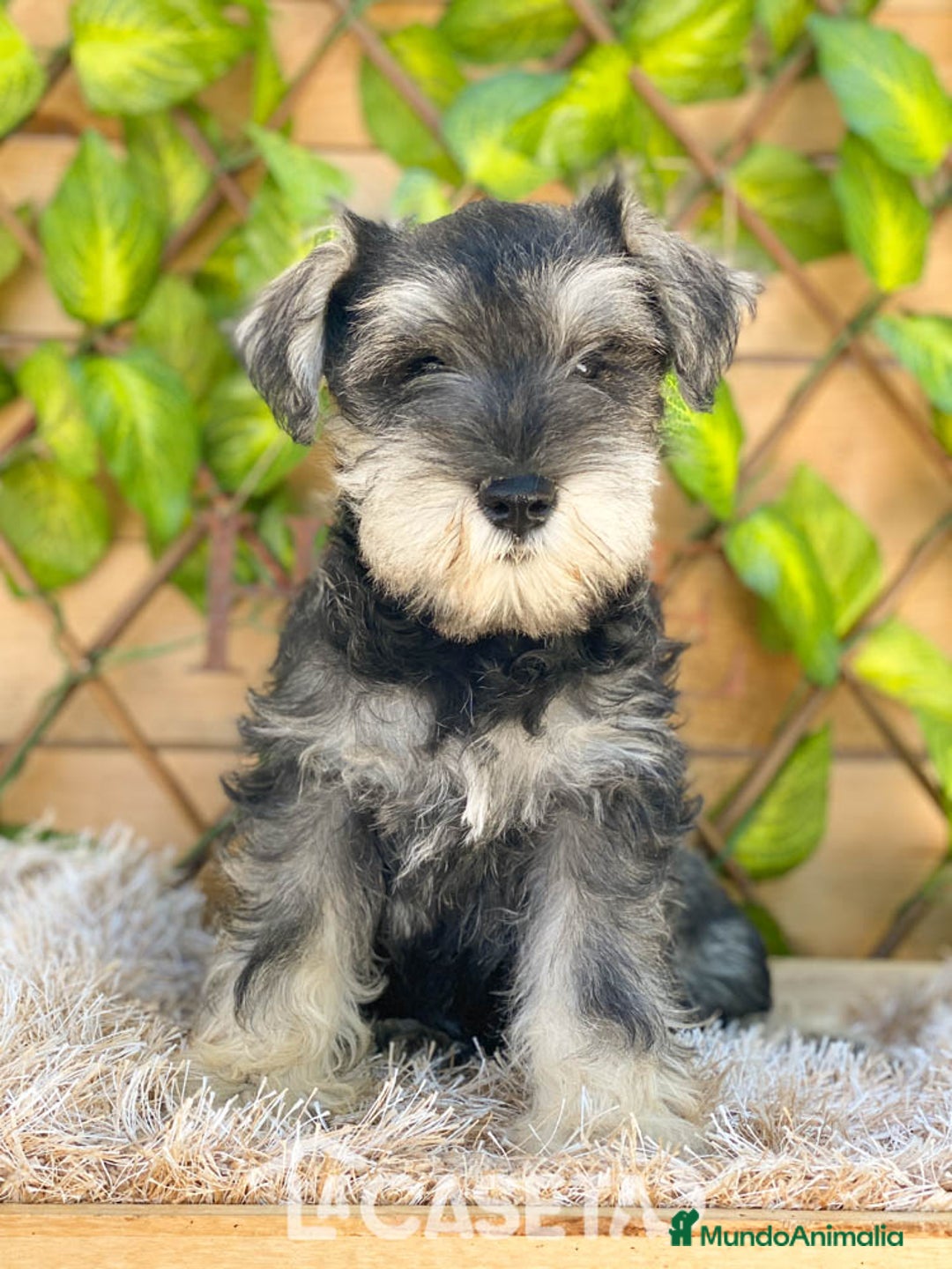 Schnauzer Miniatura perros en venta: Camada de Antía - Imagen 3