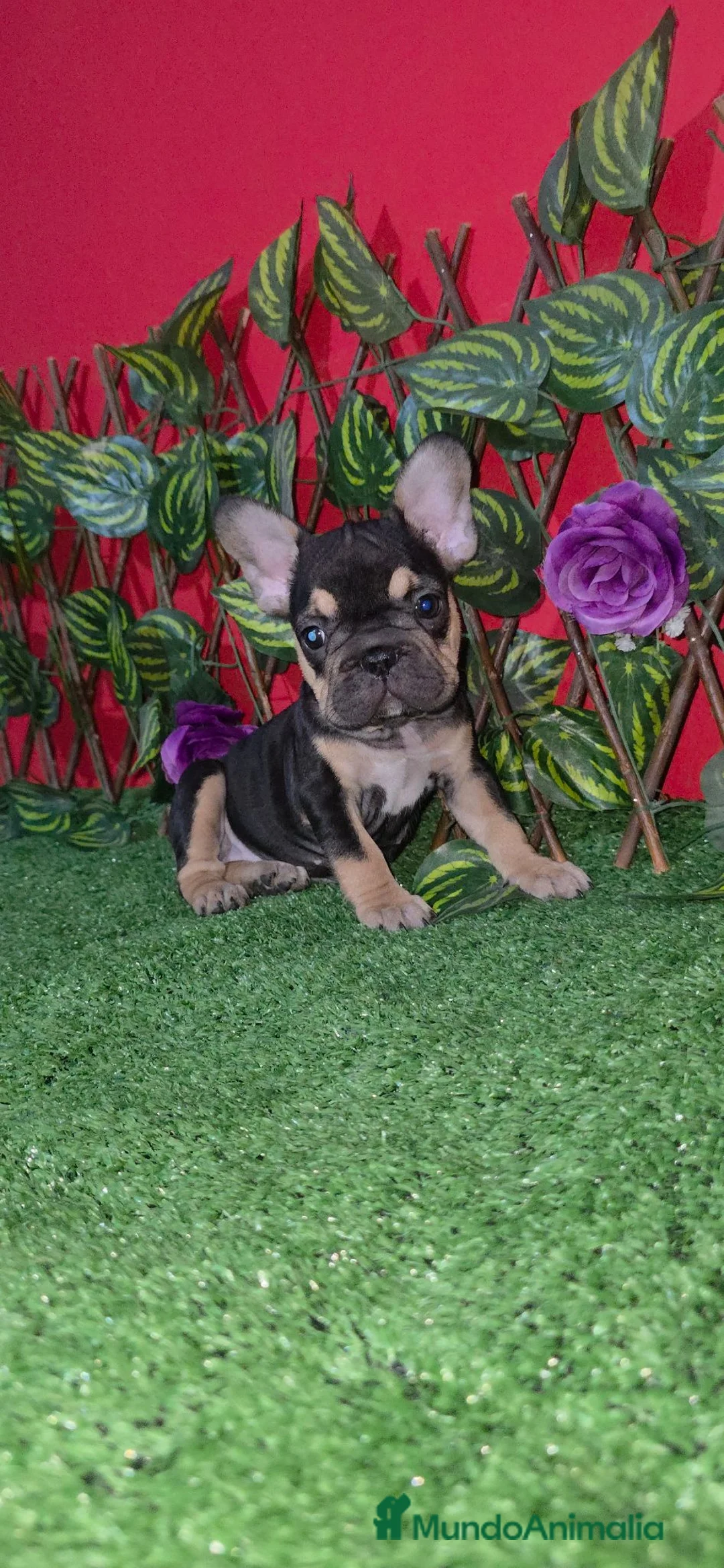 Bulldog Francés perros en venta: Bulldog francés y big rope - Anuncio 2