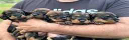 Teckel Miniatura perros en venta: Exclusiva Camada Teckel Miniatura de pelo duro  - Anuncio 4
