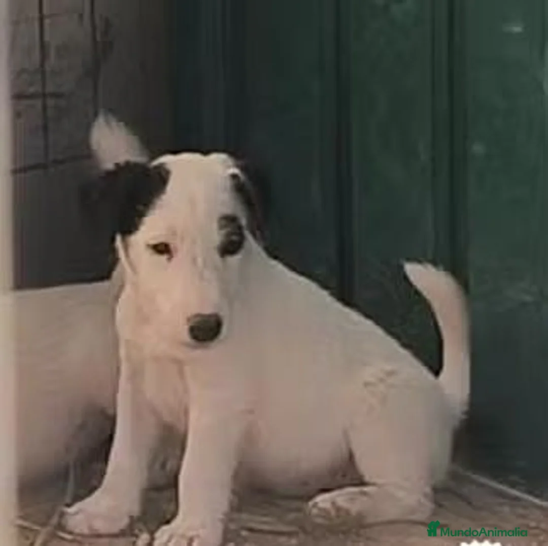 Fox Terrier de Pelo Liso perros en venta: Cachorros machos Fox Terrier pelo liso - Anuncio 7