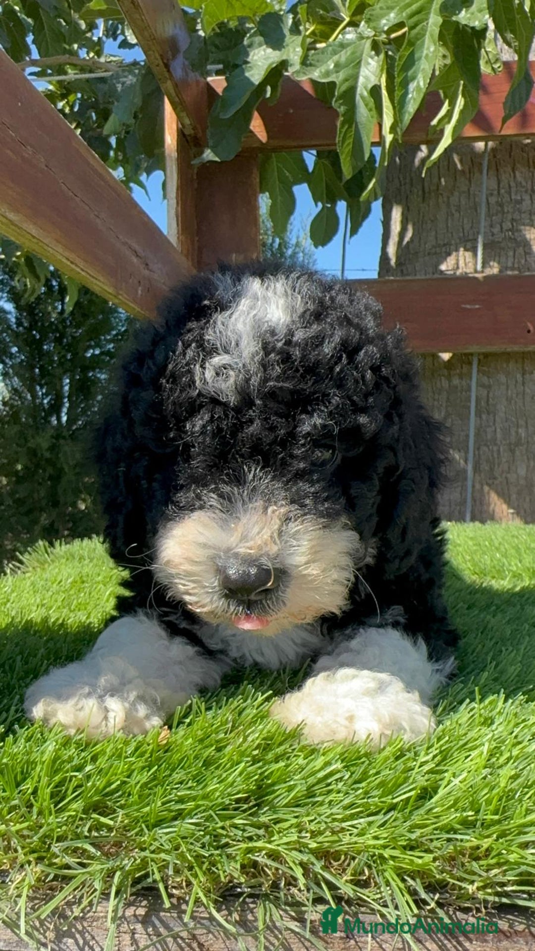 Perro de Agua Español perros en venta: PERRO DE AGUA MACHO - Imagen 19