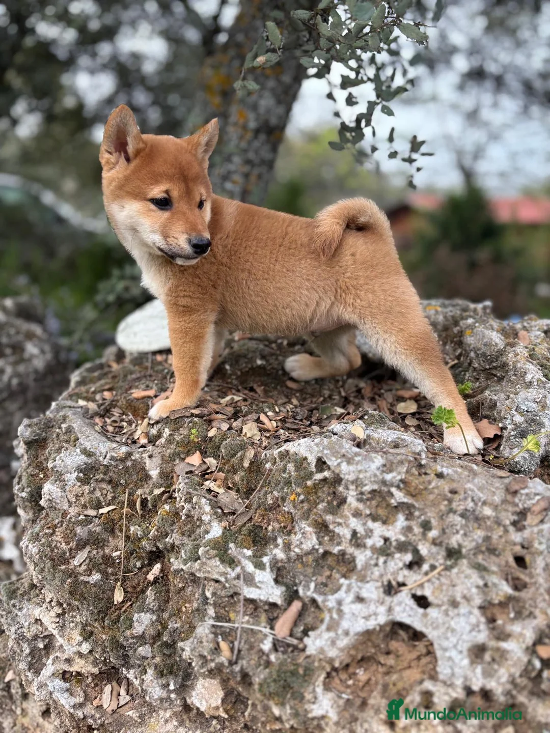 Shiba Inu perros en venta: Shiba Inú con toda la vacuanion completa  - Anuncio 1