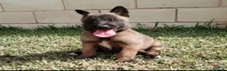 Pastor Belga Malinois perros en venta: Cachorros pastor belga malinois - Anuncio 1