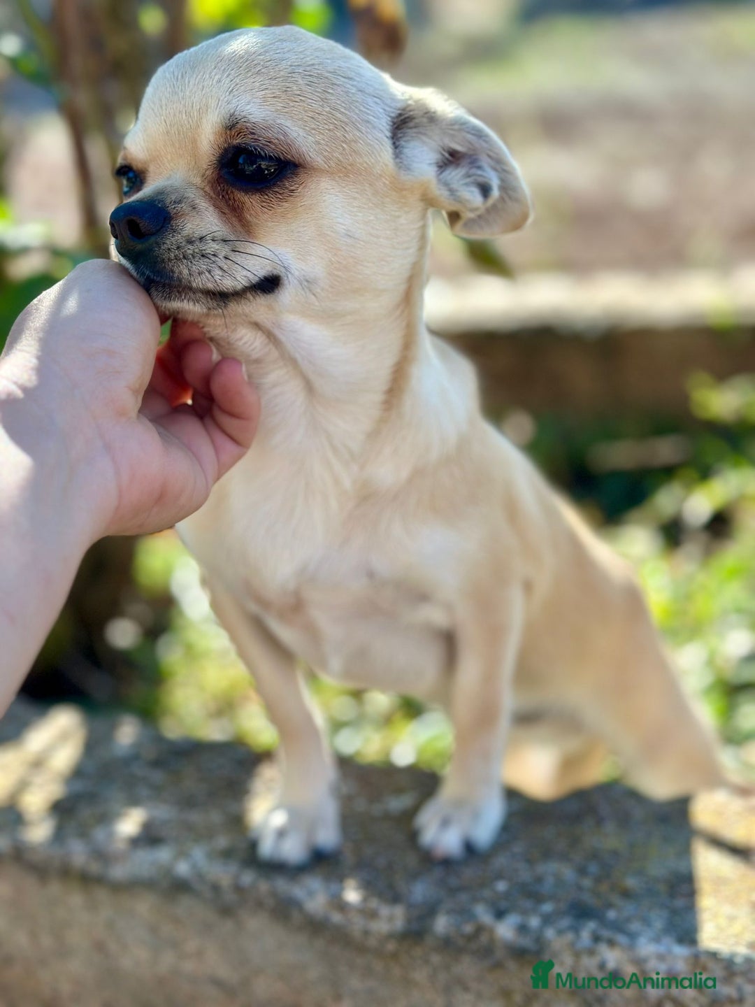 Chihuahua perros en venta: Chihuahua  - Imagen 2