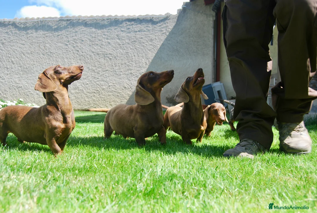 Teckel Miniatura perros en venta: Cachorros de Teckel Del Alto del Pago - Anuncio 1