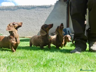 Teckel Miniatura perros Cachorros de Teckel Del Alto del Pago - Anuncio 1