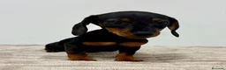 Teckel Miniatura perros en venta: Teckel miniatura - Anuncio 15