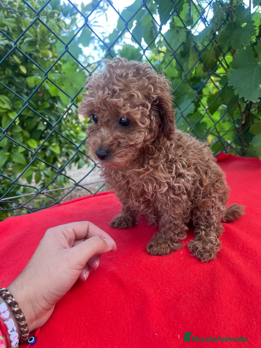 Caniche Toy perros en venta: PRECIOSA CANICHE TOY - Anuncio 2
