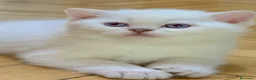 Británico de Pelo Corto gatos en venta: Gatos British Shortair - Anuncio 7