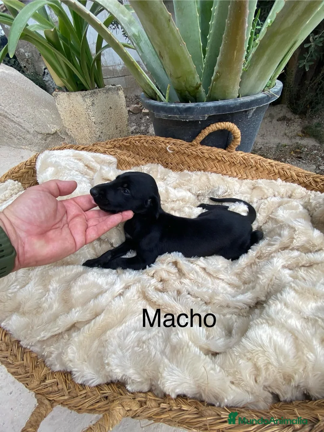 Galgo Español perros en venta: GALGOS ESPAÑOLES NEGROS Y BLUE - Anuncio 8