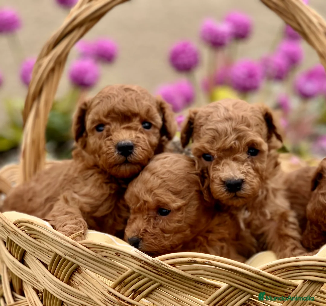 Caniche Toy perros en venta: Caniche toy rojo, criador serio y profesional  en Madrid - Anuncio 7