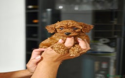 Caniche Toy perros en venta: Caniche  - Imagen 5