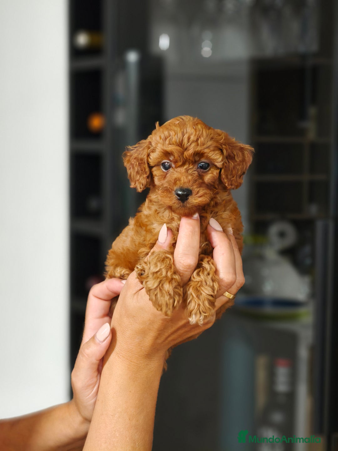 Caniche Toy perros en venta: Caniche  - Imagen 5