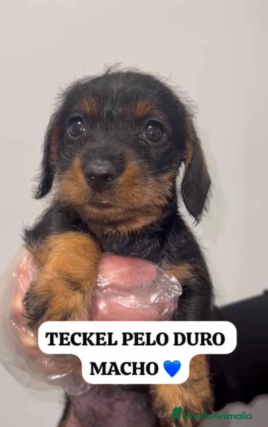 Teckel perros en venta: DOS PEQUEÑOS TECKEL HOJA SECA PRECIOSOS - Anuncio 2