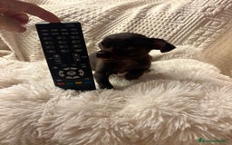 Chihuahua perros en venta: Chihuahua toy hembras - Imagen 4