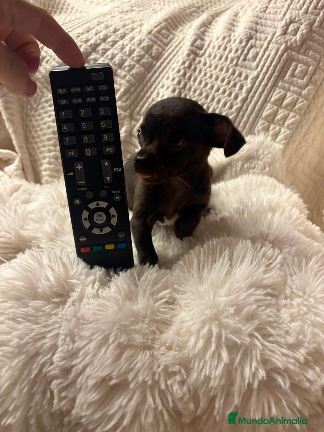 Chihuahua perros en venta: Chihuahua toy hembras - Imagen 4