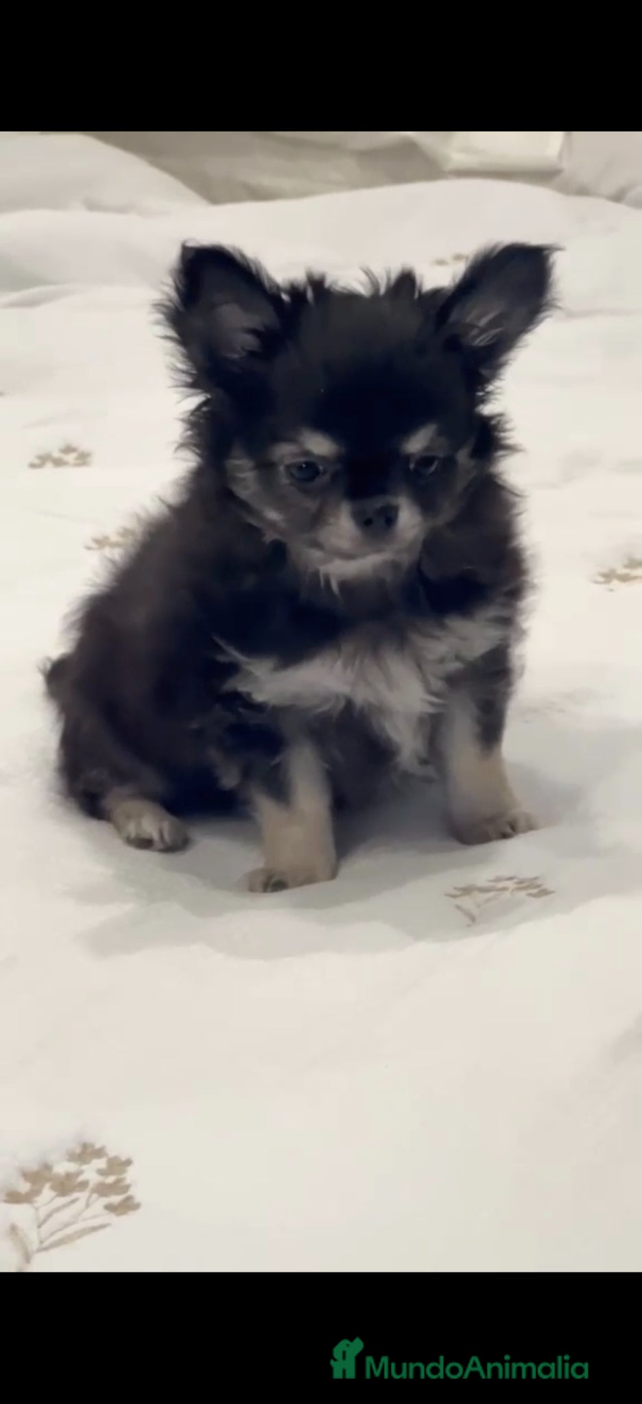 Chihuahua perros Último Macho Chihuahua 🌟ECONÓMICO🌟 - Anuncio 1