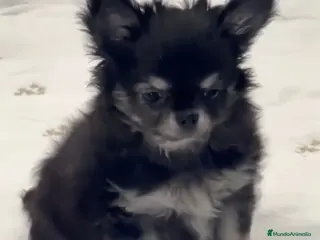 Chihuahua perros Último Macho Chihuahua 🌟ECONÓMICO🌟 - Anuncio 1
