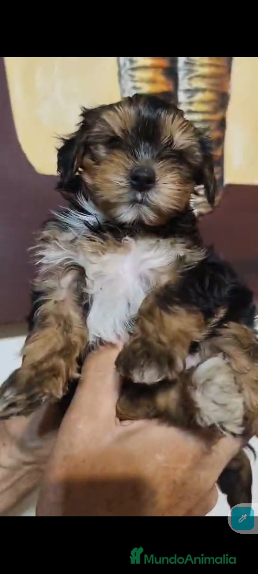 Yorkshire Terrier perros en venta:  Último macho Yorkshire terrier toy !!! - Anuncio 5